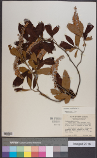 Clethra alnifolia image