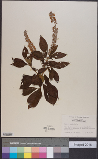 Clethra alnifolia image