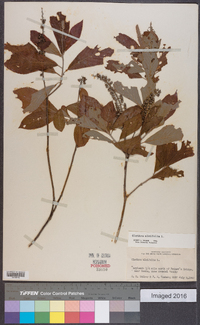 Clethra alnifolia image