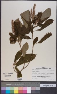 Clethra alnifolia image