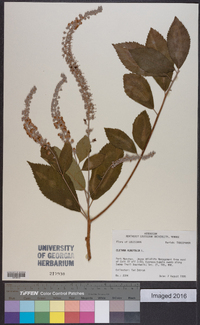 Clethra alnifolia image