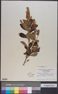 Clethra alnifolia image