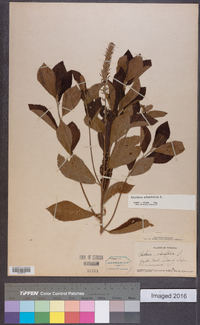 Clethra alnifolia image