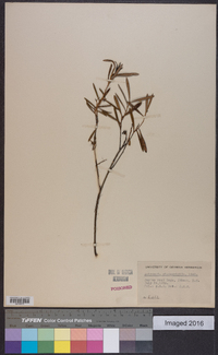 Andromeda polifolia image