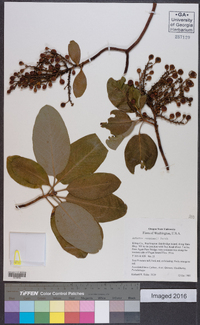 Arbutus menziesii image