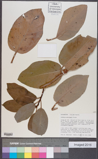 Arbutus menziesii image