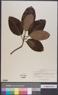 Arbutus menziesii image