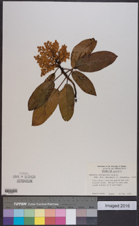 Arbutus xalapensis image