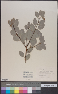 Arctostaphylos glauca image