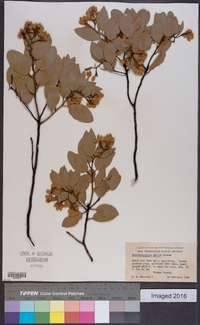 Arctostaphylos patula image