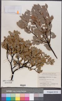 Arctostaphylos stanfordiana subsp. bakeri image