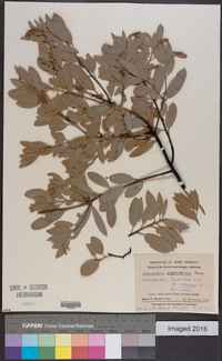 Arctostaphylos stanfordiana image
