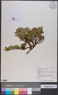 Arctostaphylos uva-ursi image