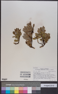 Arctostaphylos uva-ursi image