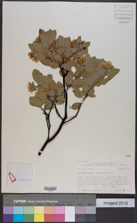 Arctostaphylos columbiana image