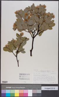 Arctostaphylos columbiana image