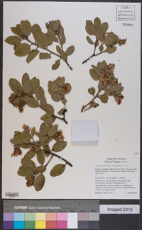 Arctostaphylos columbiana image