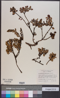 Arctostaphylos uva-ursi subsp. cratericola image