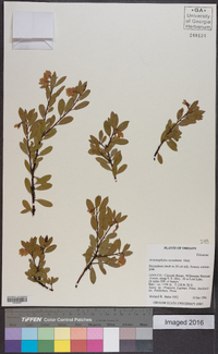 Arctostaphylos nevadensis image