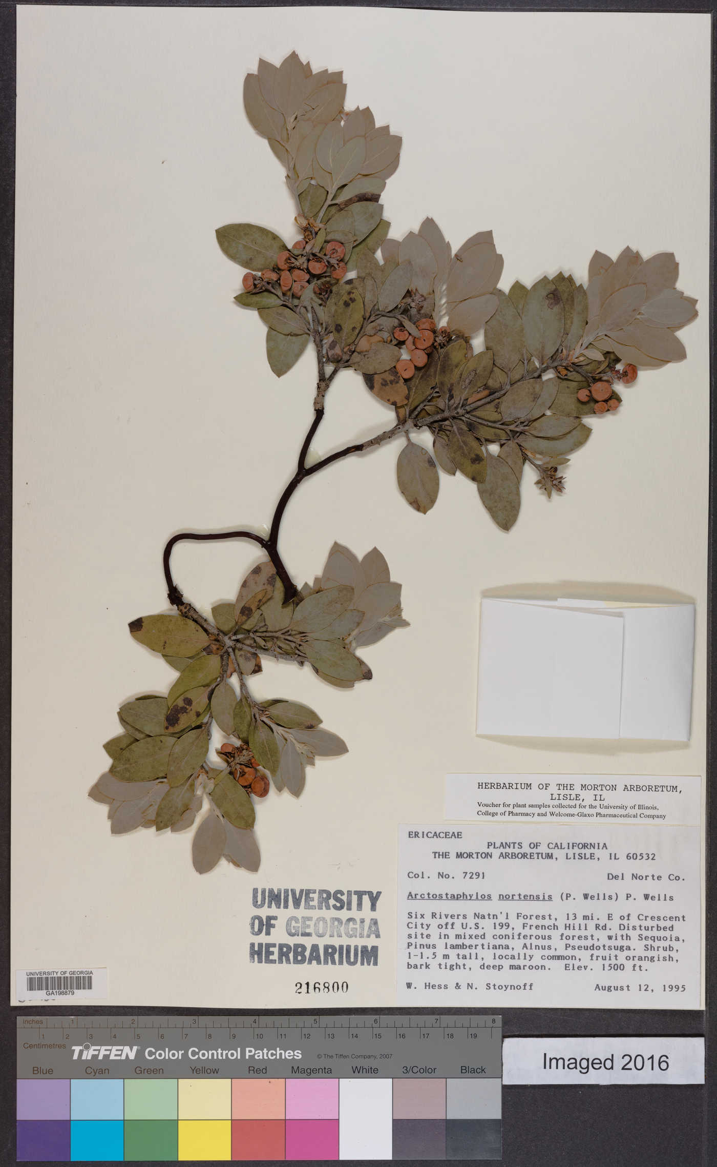 Arctostaphylos nortensis image