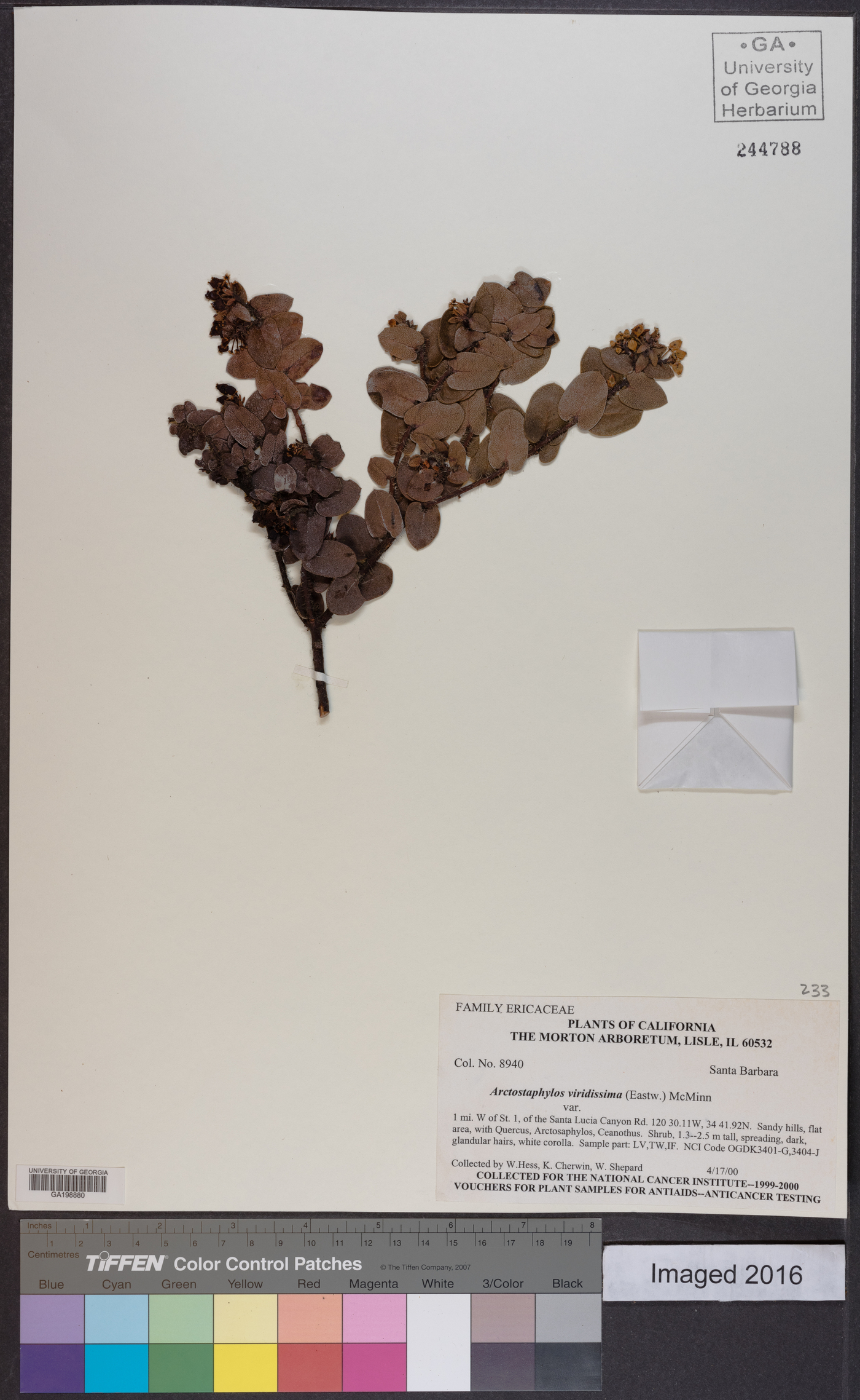 Arctostaphylos viridissima image