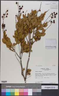 Bejaria racemosa image