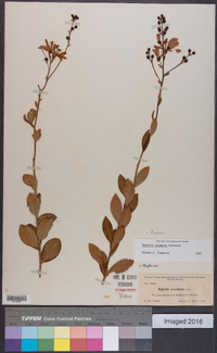 Bejaria racemosa image