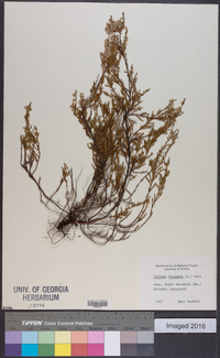 Calluna vulgaris image