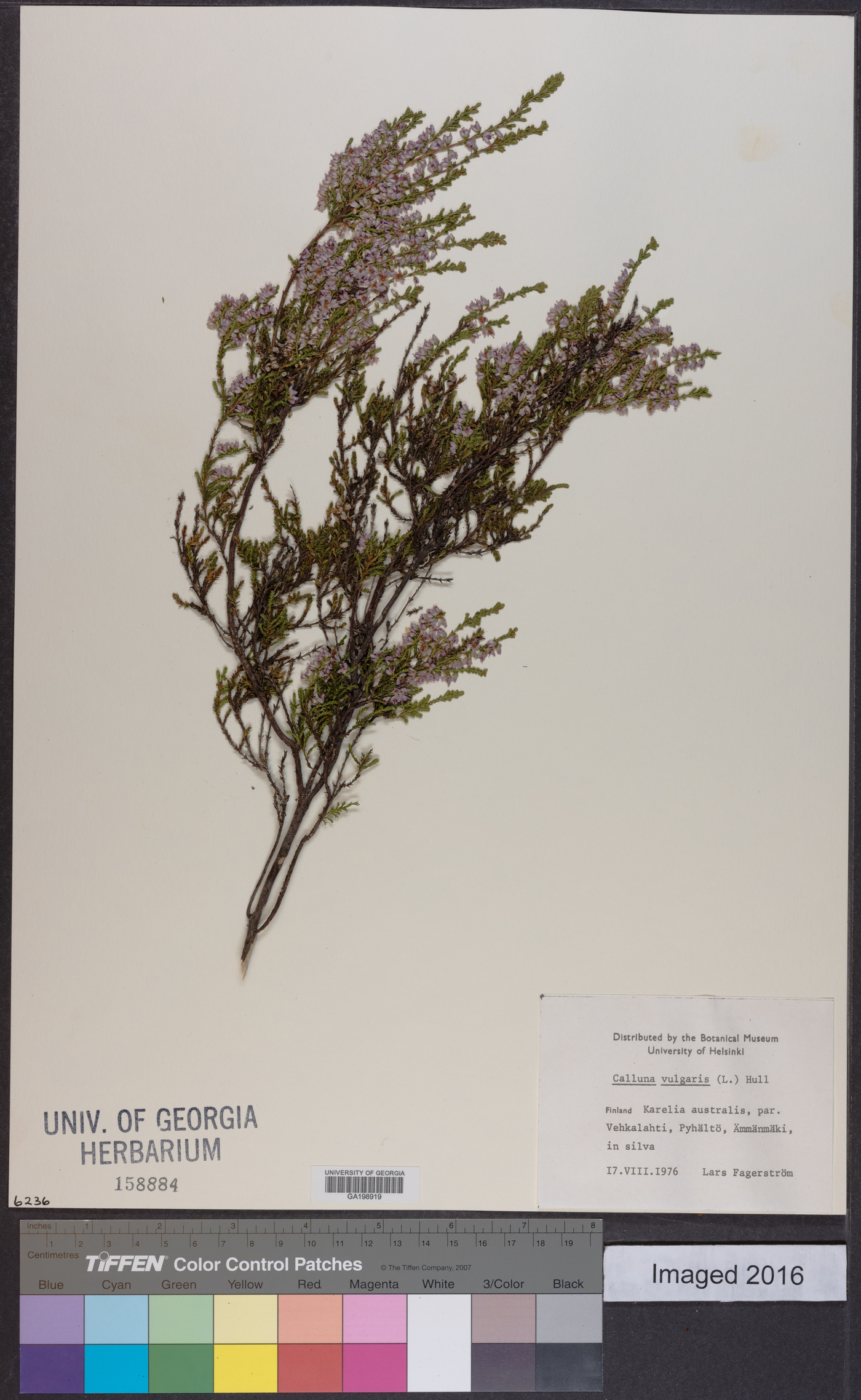 Calluna vulgaris image