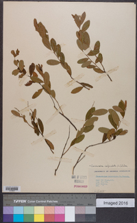 Cassandra calyculata image