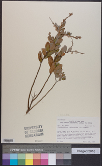 Cassandra calyculata image