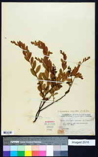 Cassandra calyculata image