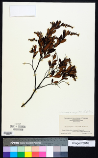 Cassandra calyculata image