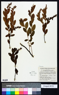 Cassandra calyculata image