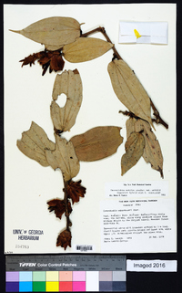 Image of Cavendishia nobilis