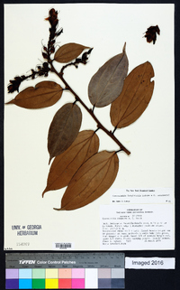 Image of Cavendishia longirachis