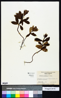 Chimaphila umbellata image