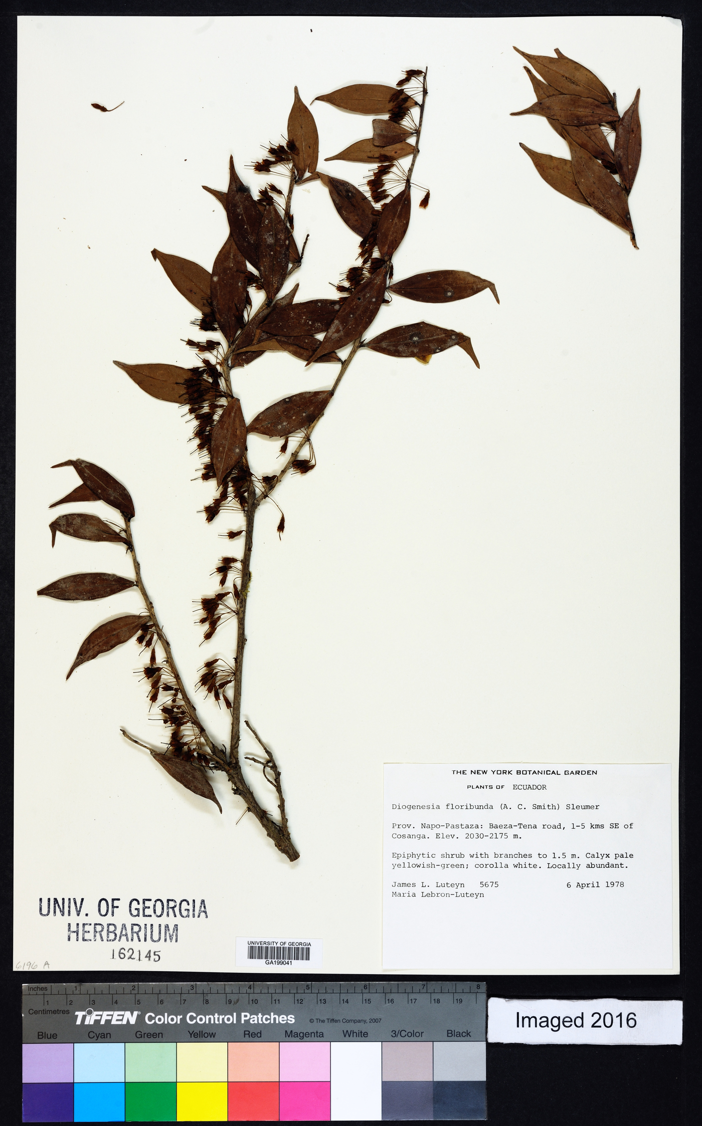 Diogenesia floribunda image