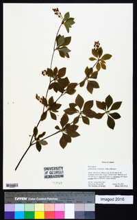 Enkianthus subsessilis image