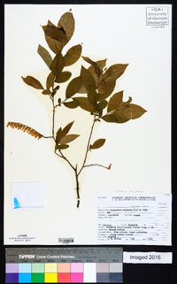 Leucothoe racemosa image