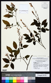 Eubotrys racemosa image