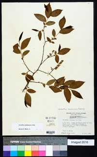 Eubotrys racemosa image