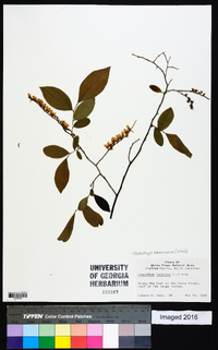 Eubotrys racemosa image