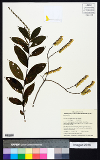 Eubotrys racemosa image