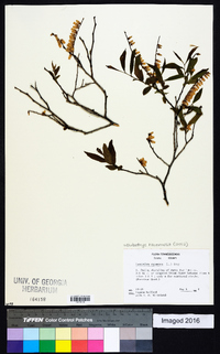 Eubotrys racemosa image