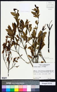 Eubotrys racemosa image