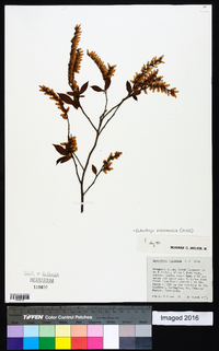 Eubotrys racemosa image