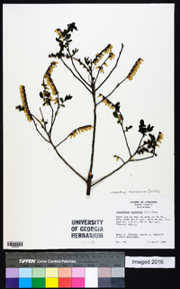 Eubotrys racemosa image