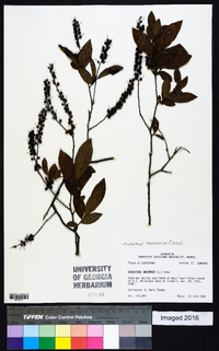 Eubotrys racemosa image