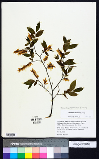 Eubotrys racemosa image